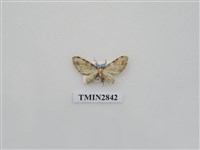 藏品(尺蛾544)的圖片